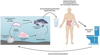 Advances in cholera research: from molecular biology to public health initiatives